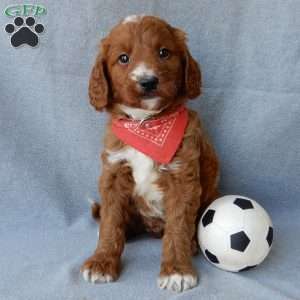 Leo (medium), Goldendoodle Puppy